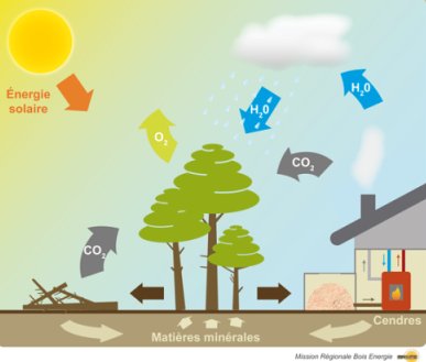 Impact environnemental filière bois